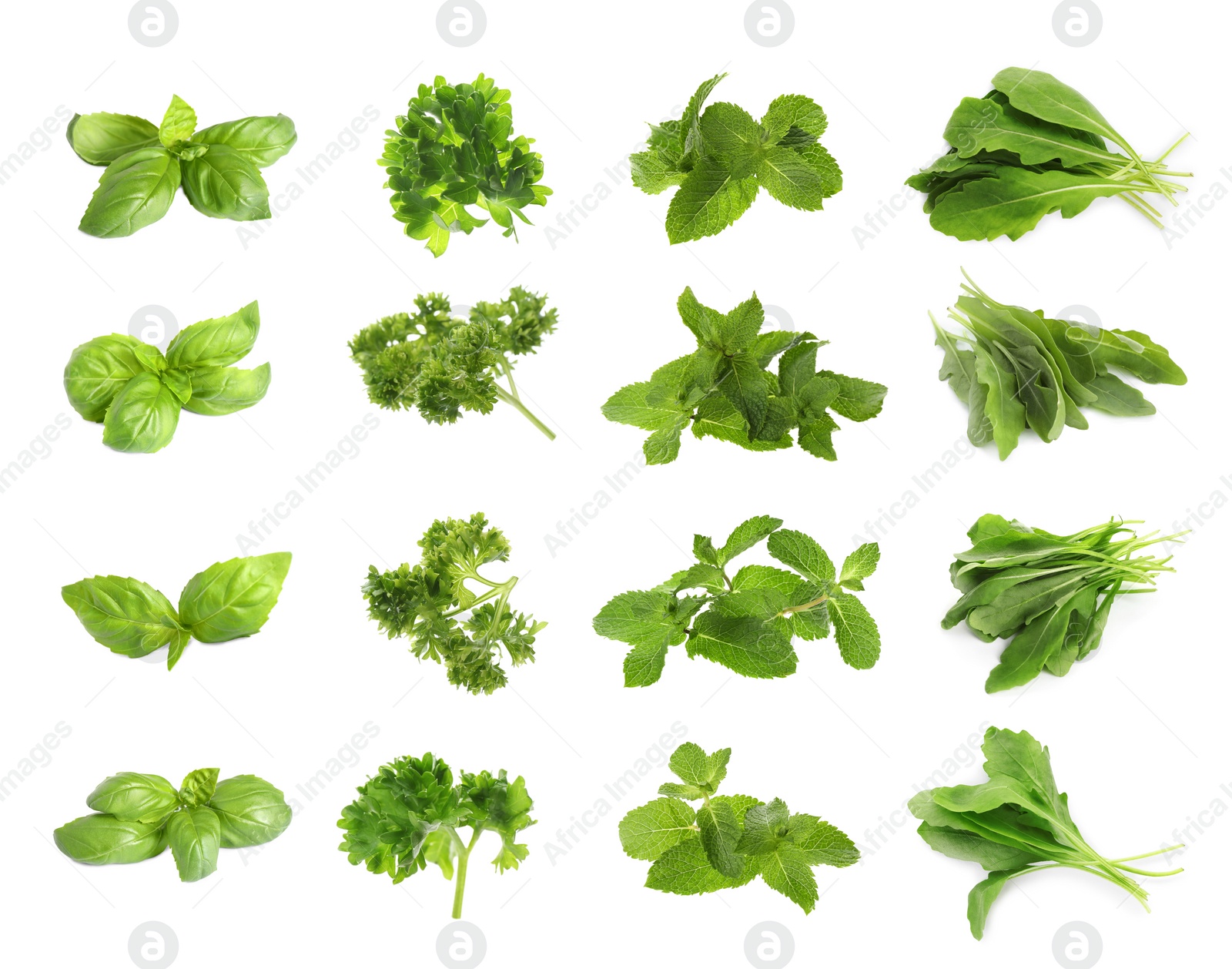 Image of Set with different herbs on white background