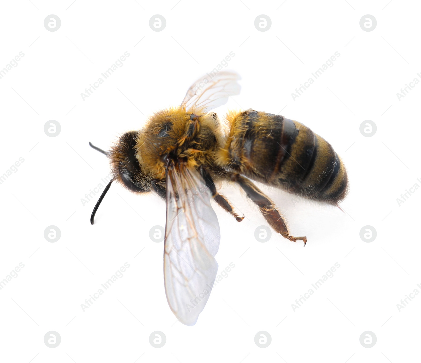 Photo of Beautiful honeybee on white background. Domesticated insect