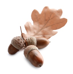 Oak twig with acorns and leaf on white background