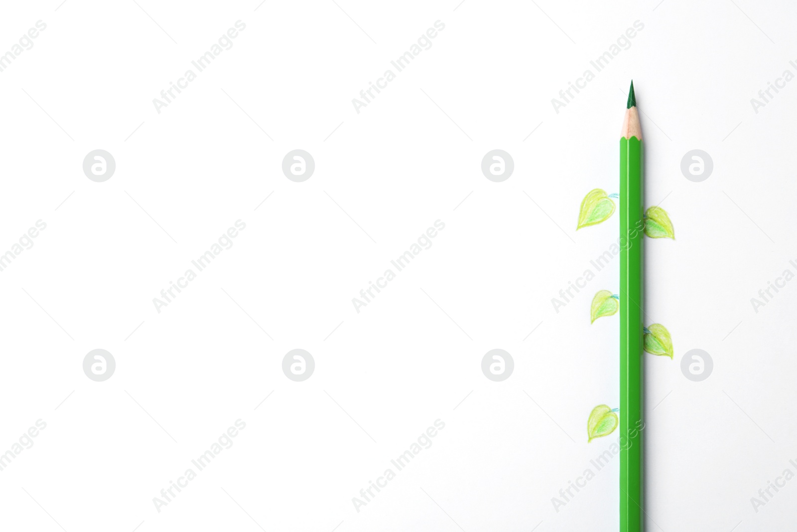 Photo of Drawing of green leaves and color pencil on white background, top view