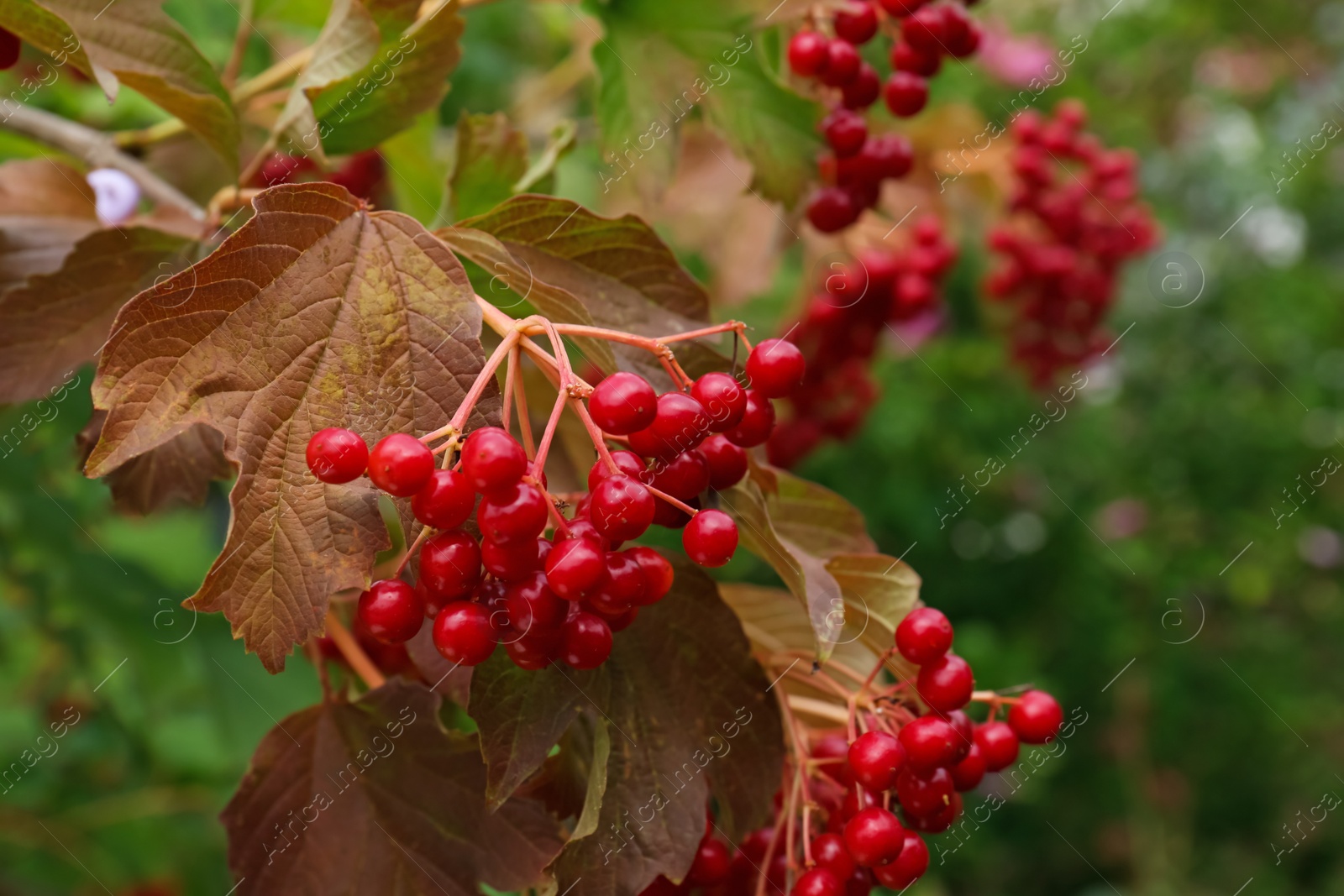 Photo of Beautiful viburnum shrub with ripe berries outdoors