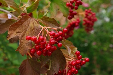 Photo of Beautiful viburnum shrub with ripe berries outdoors