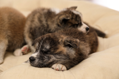 Photo of Akita inu puppies on pet pillow. Cute dogs