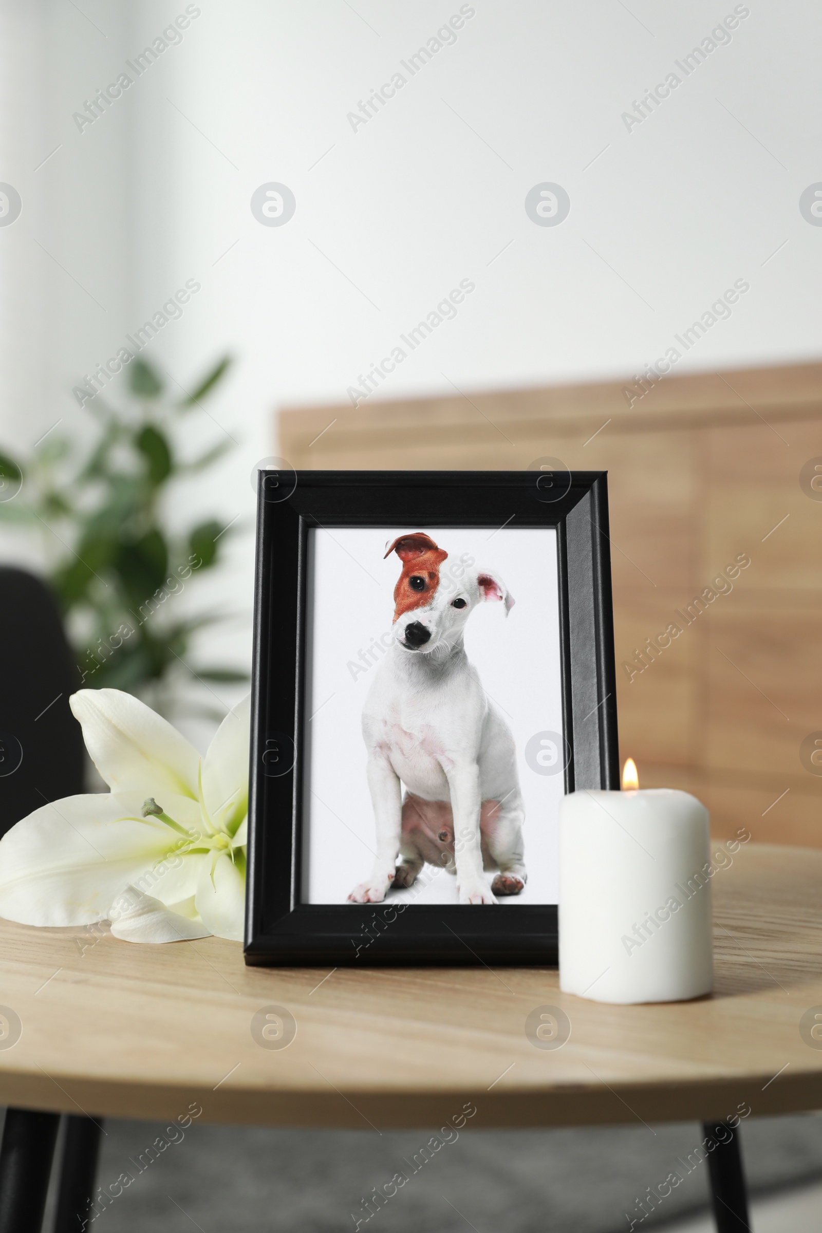 Photo of Pet funeral. Frame with picture of dog, burning candle and lily flower on wooden table indoors