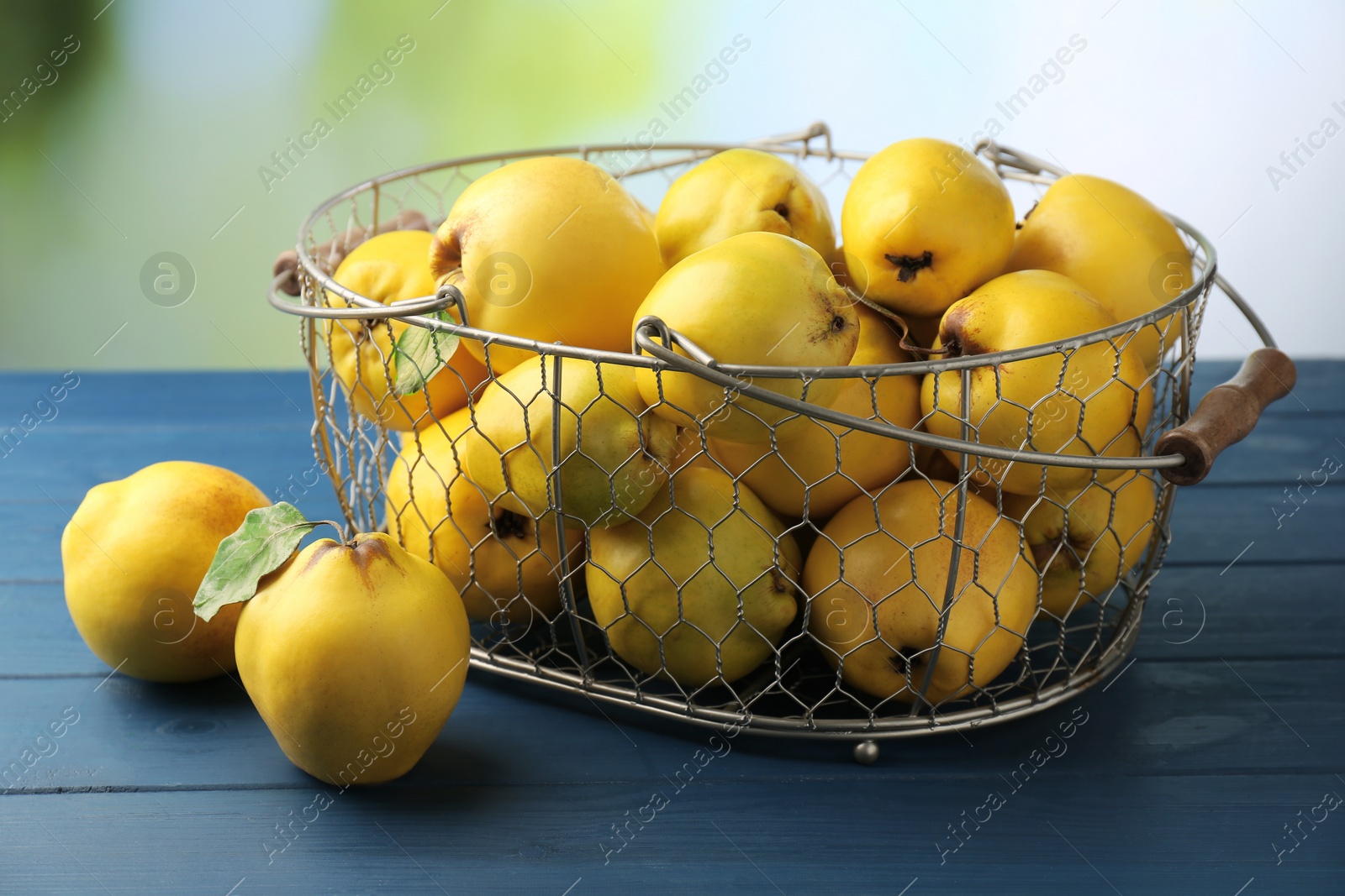 Photo of Tasty ripe quince fruits in metal basket on blue wooden table