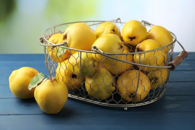 Photo of Tasty ripe quince fruits in metal basket on blue wooden table