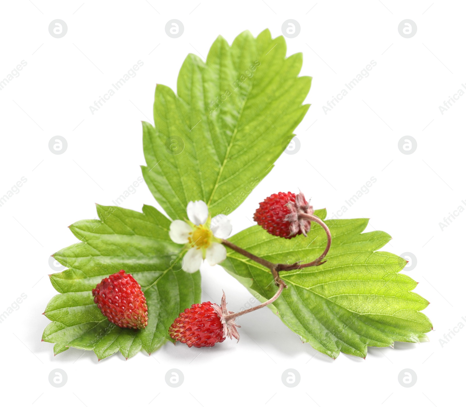 Photo of Ripe wild strawberries, green leaves and flower isolated on white