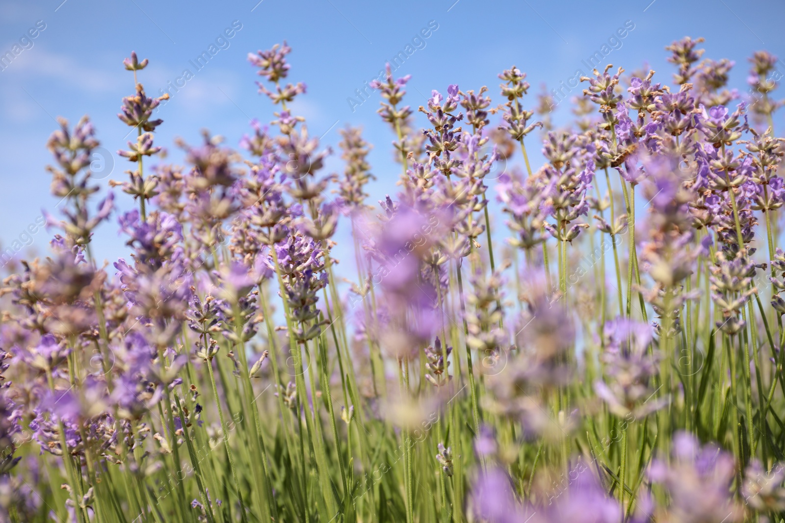 Photo of Beautiful blooming lavender field on summer day, closeup