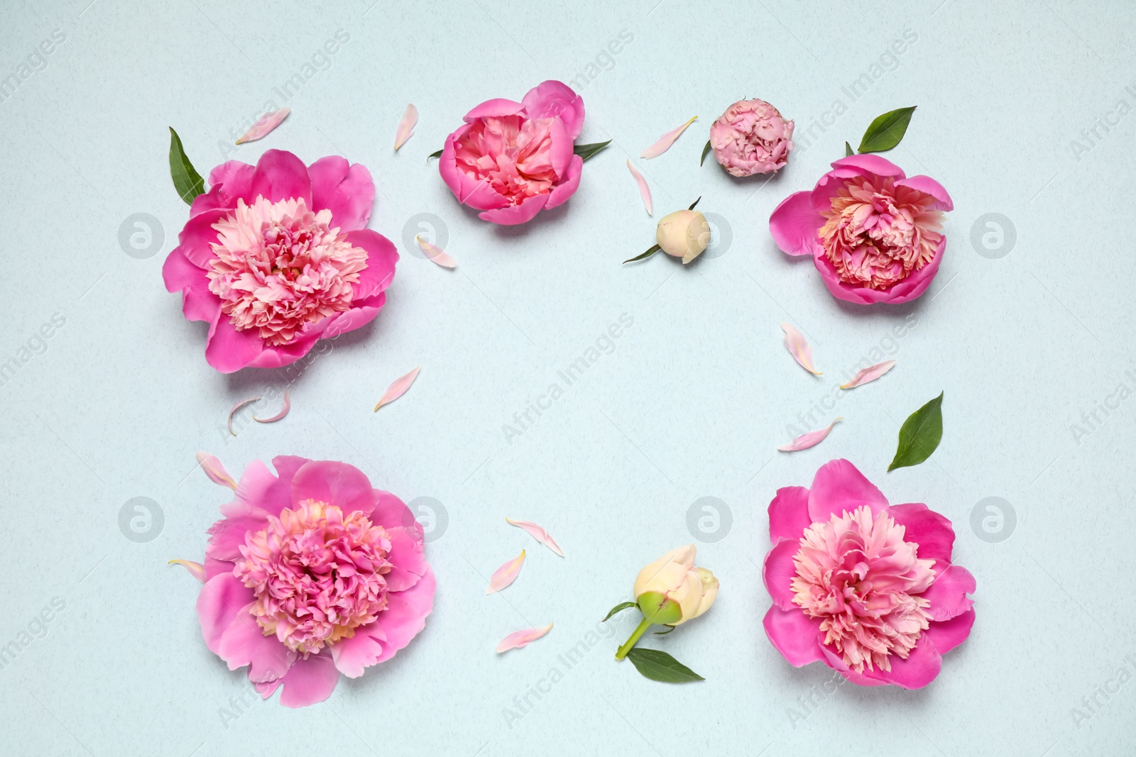 Photo of Beautiful fresh peonies on light blue background, flat lay. Space for text