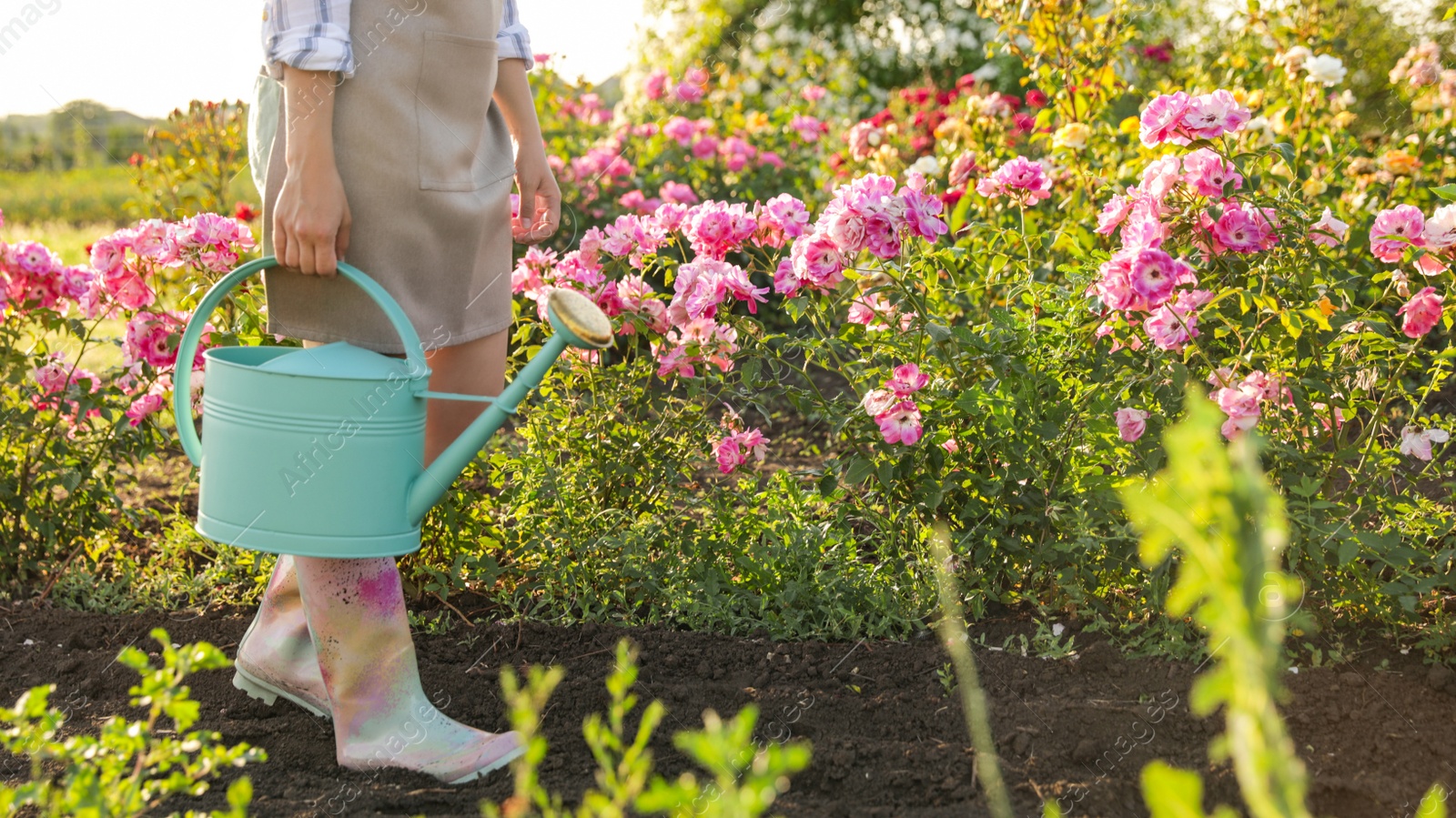 Photo of Woman with watering can near rose bushes outdoors, closeup. Gardening tool