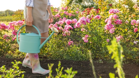 Woman with watering can near rose bushes outdoors, closeup. Gardening tool