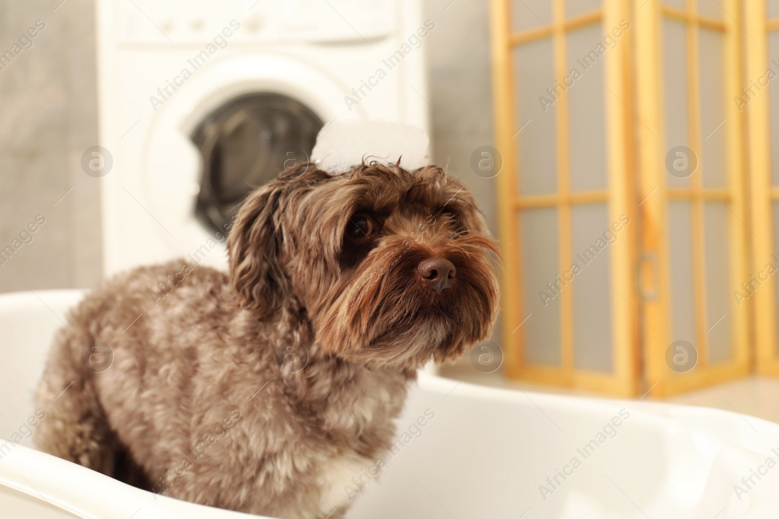 Photo of Cute dog with foam on its head in bath tub indoors, space for text