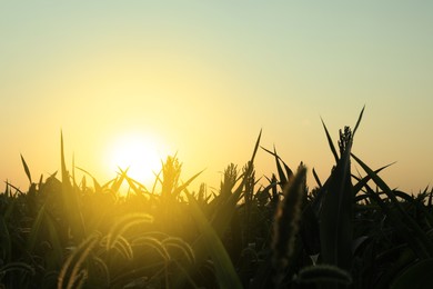 Photo of Picturesque view of corn field in morning