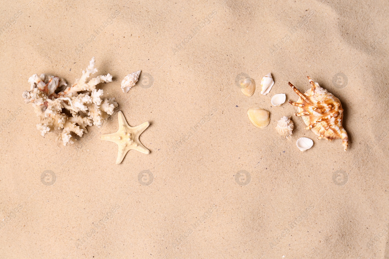 Photo of Flat lay composition with seashells on sand beach. Summer vacation