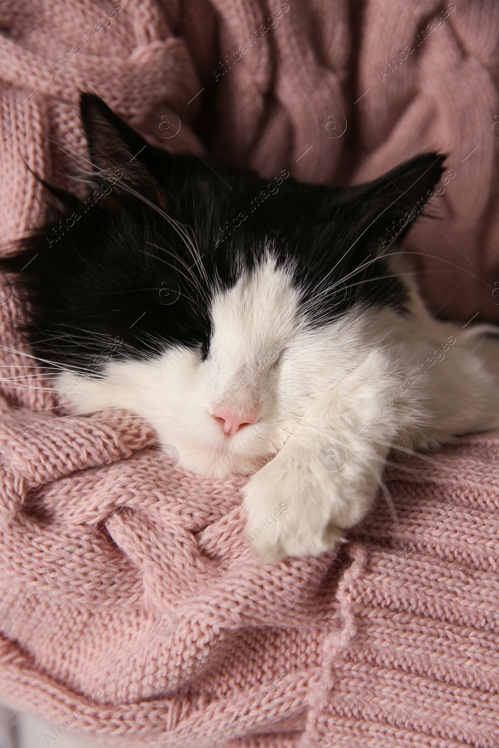 Photo of Woman holding adorable long haired cat, closeup