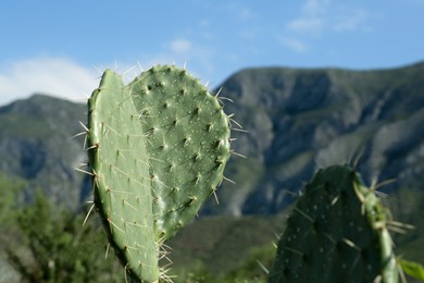 Photo of Beautiful view of cacti with thorns against blue sky and mountains, closeup