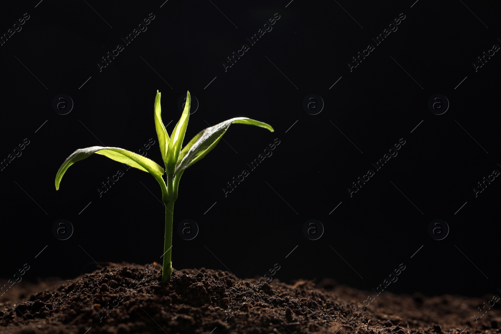 Photo of Young seedling in soil on black background, space for text
