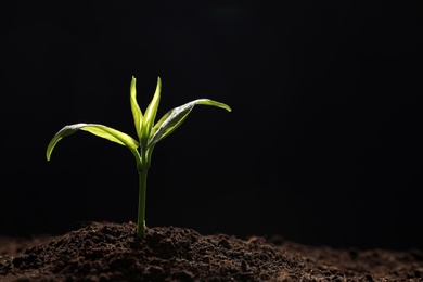 Photo of Young seedling in soil on black background, space for text