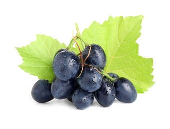 Bunch of dark blue grapes with green leaves and water drops isolated on white