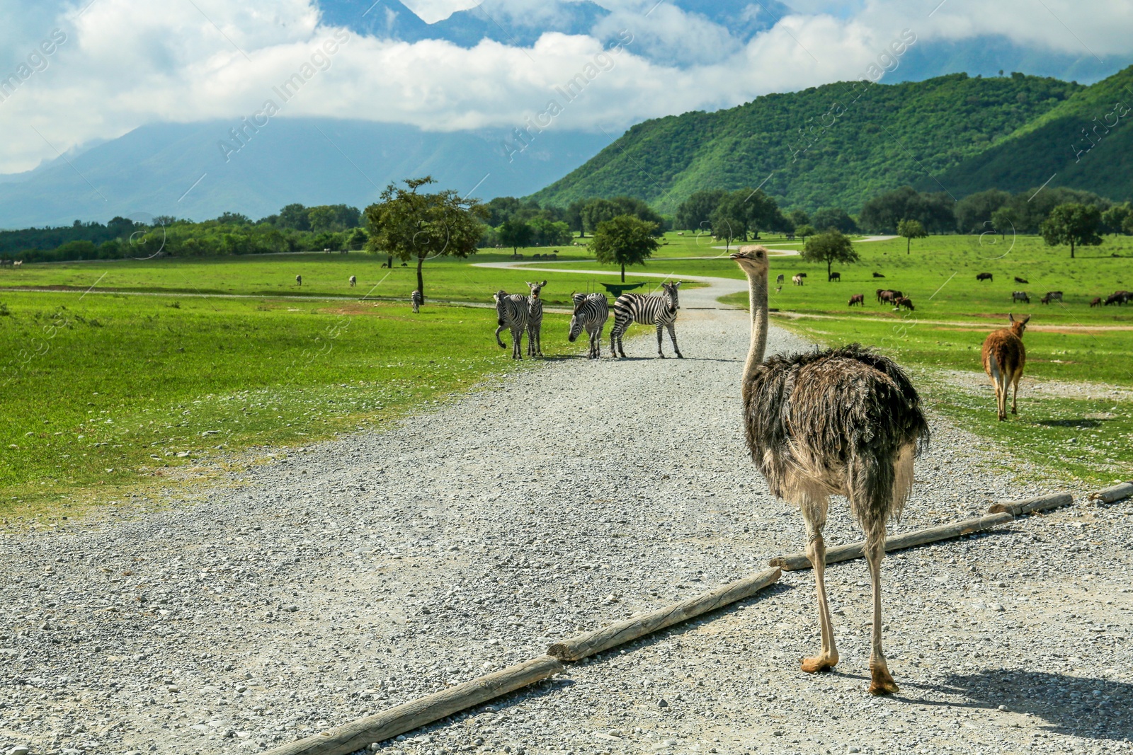 Photo of Beautiful African ostrich on road in safari park