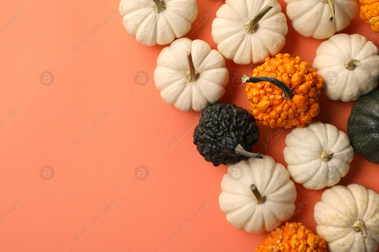 Photo of Different ripe pumpkins on coral background, flat lay. Space for text