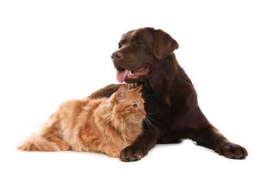 Photo of Cat and dog together isolated on white. Fluffy friends