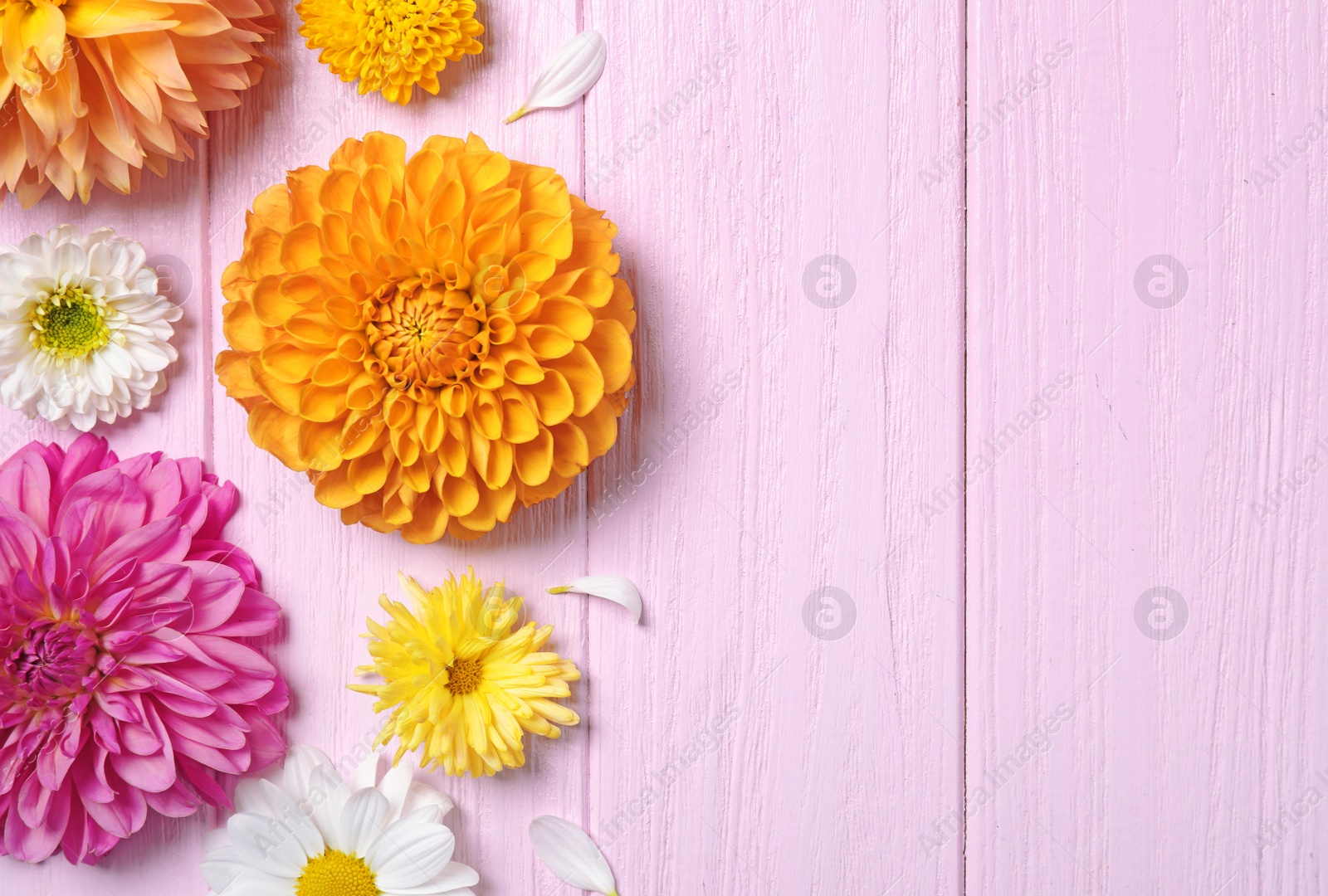 Photo of Flat lay composition with beautiful dahlia flowers and space for design on pink wooden background