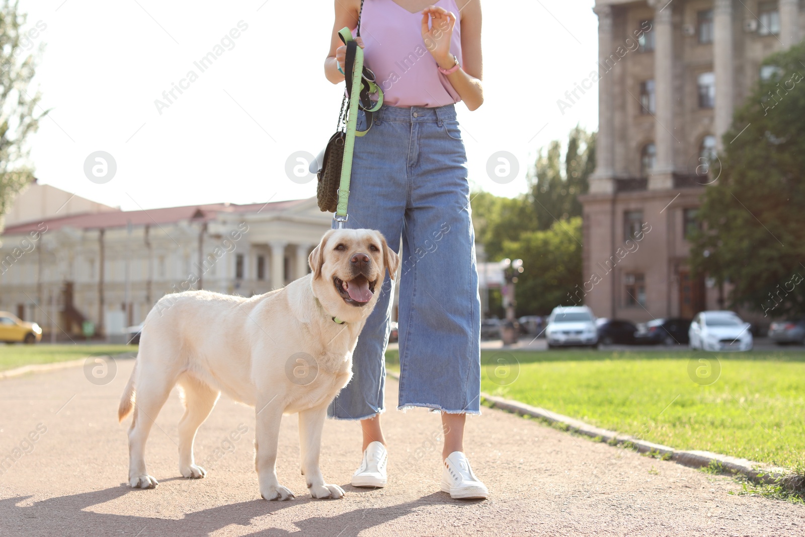 Photo of Owner walking her yellow labrador retriever outdoors