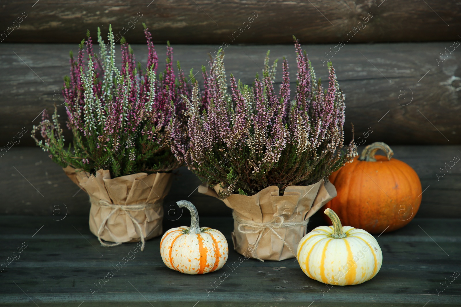 Photo of Beautiful heather flowers in pots and pumpkins on table near wooden wall