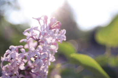 Photo of Closeup view of beautiful blossoming lilac shrub outdoors