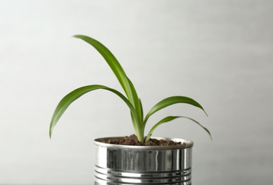 Photo of Chlorophytum plant in tin can on light grey background, closeup