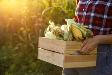 Photo of Woman with crate of ripe corn cobs in field, closeup