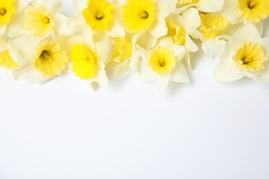 Composition with daffodils on white background, top view. Fresh spring flowers