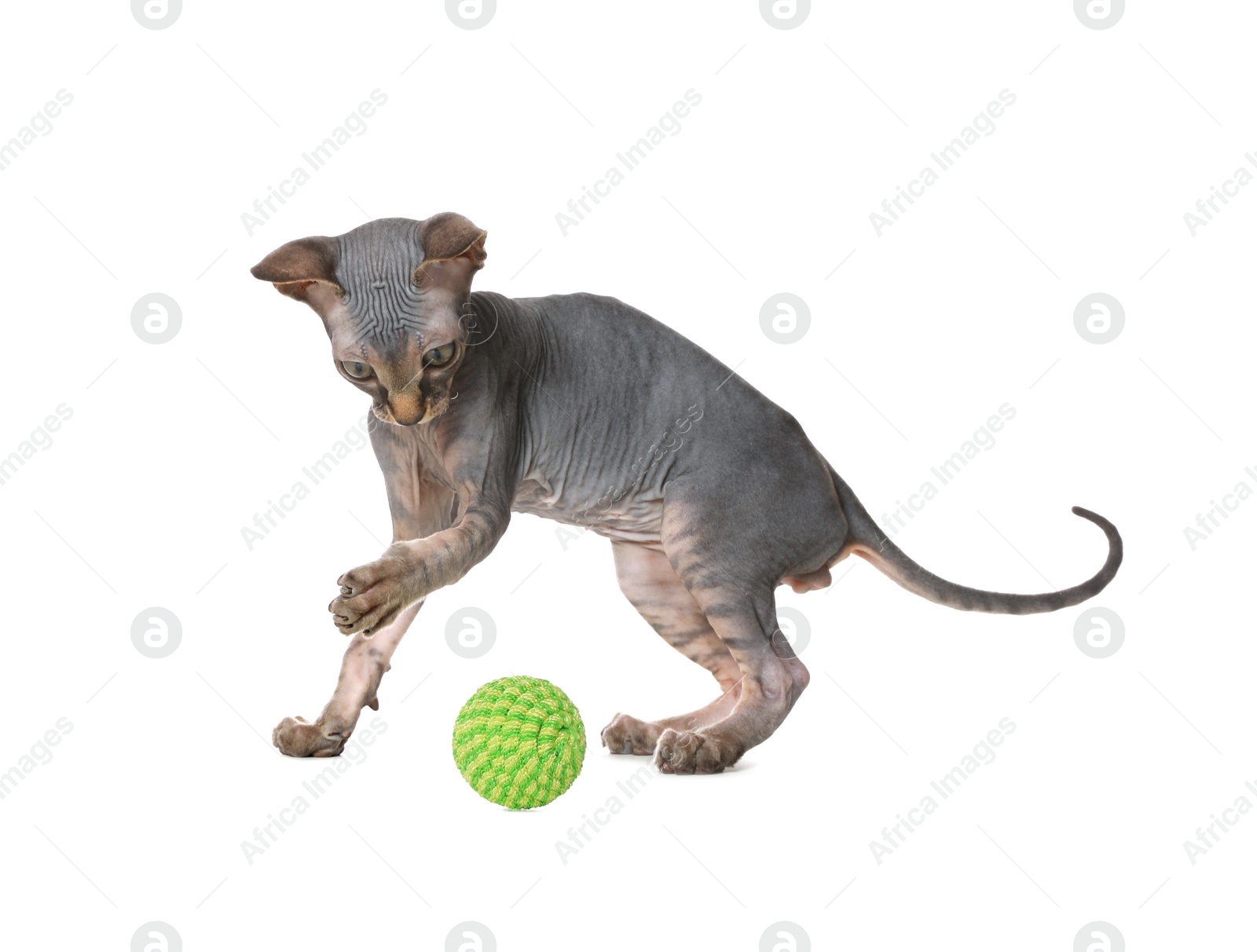 Photo of Adorable Sphynx kitten playing with toy on white background. Baby animal