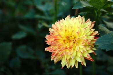 Photo of Beautiful blooming yellow dahlia flower in green garden, closeup