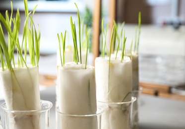 Germination and energy analysis of plants in laboratory, closeup. Paper towel method