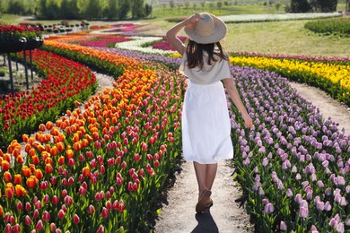 Photo of Woman in beautiful tulip field on sunny day, back view