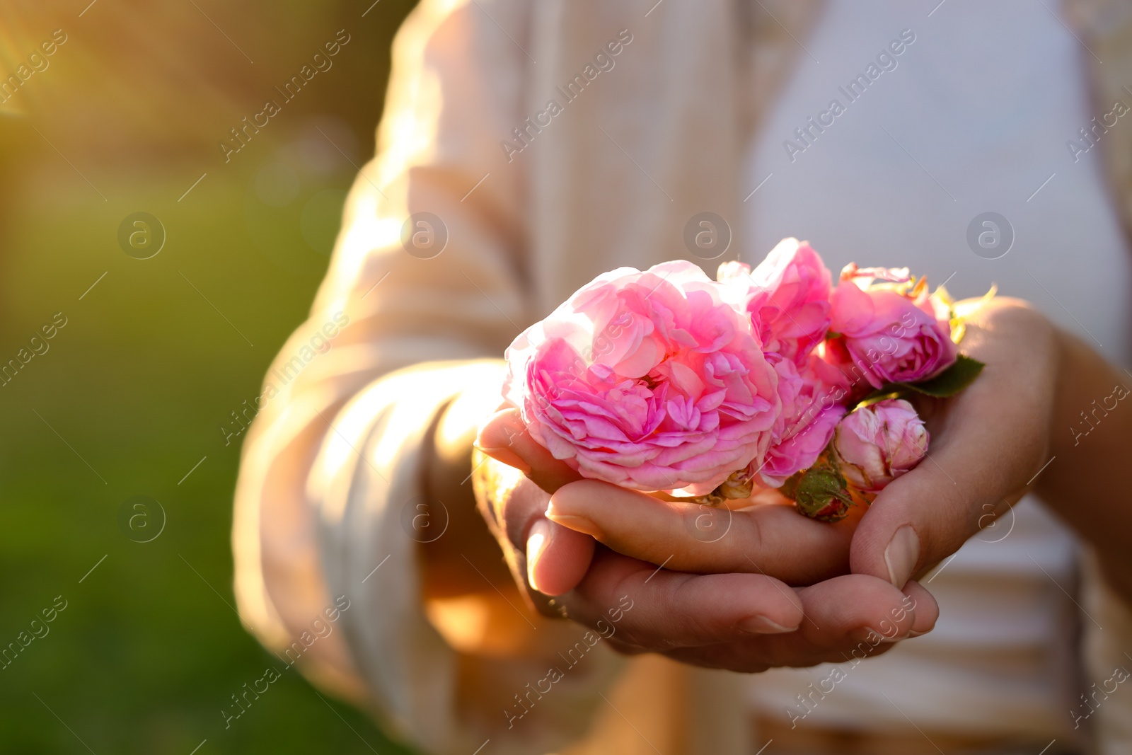 Photo of Woman holding beautiful tea roses outdoors, closeup