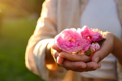 Photo of Woman holding beautiful tea roses outdoors, closeup
