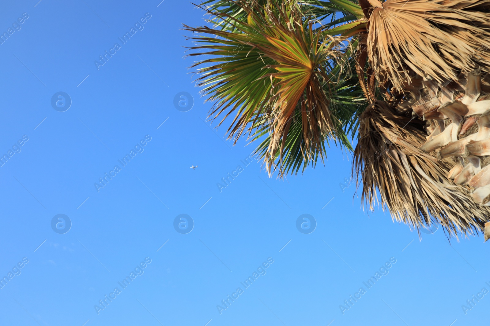 Photo of Beautiful palm tree with green leaves against blue sky, low angle view