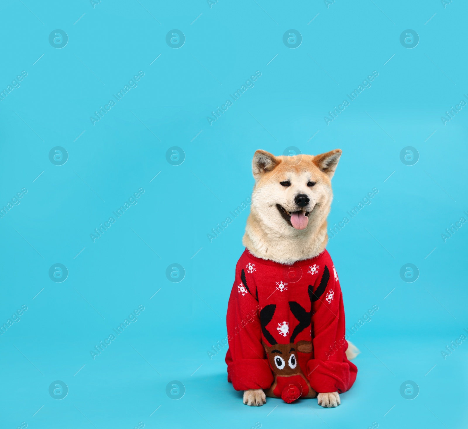 Photo of Cute Akita Inu dog in Christmas sweater on blue background. Space for text