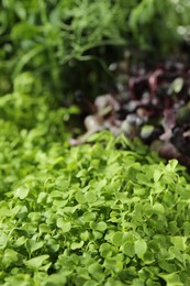 Fresh natural microgreens on blurred background, closeup