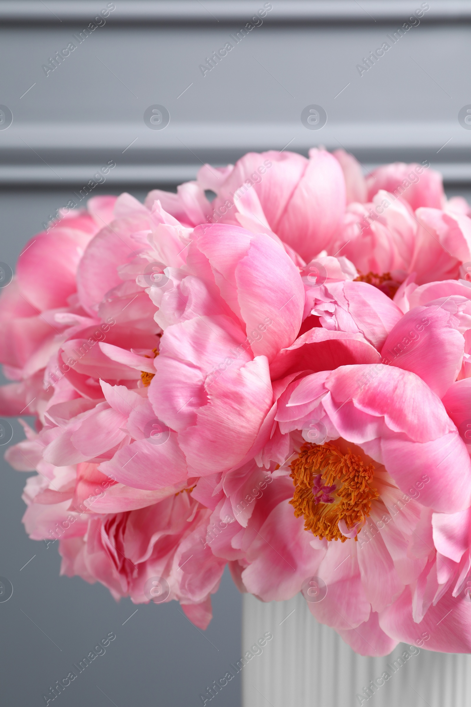 Photo of Beautiful bouquet of pink peonies in vase near grey wall, closeup