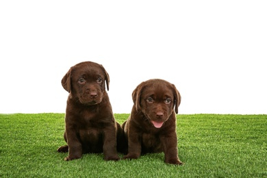 Photo of Chocolate Labrador Retriever puppies on green grass against white background