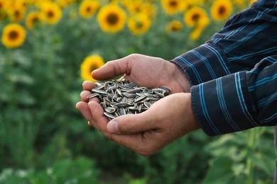 Photo of Man holding heap of sunflower seeds in field, closeup