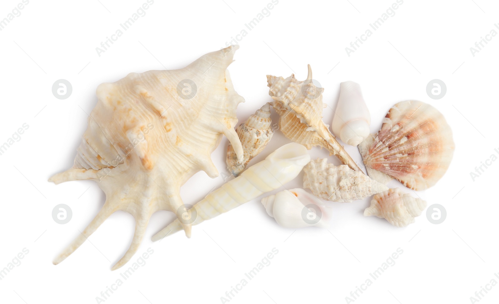 Photo of Beautiful exotic sea shells isolated on white, top view