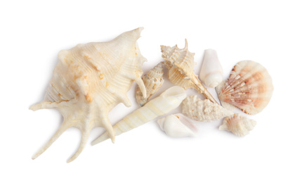 Photo of Beautiful exotic sea shells isolated on white, top view