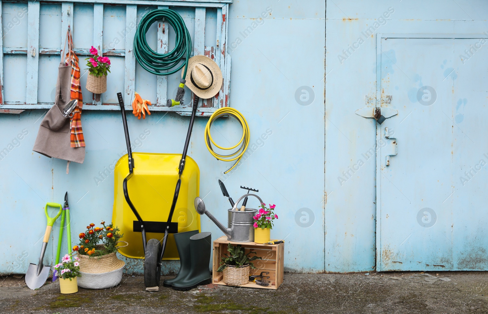 Photo of Beautiful plants, gardening tools and accessories near shed outdoors. Space for text