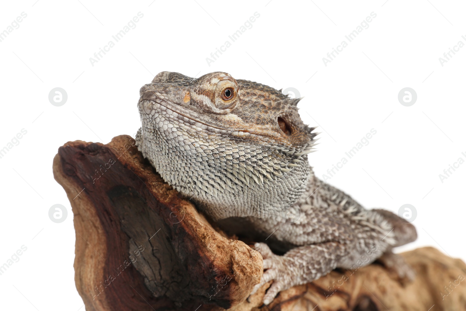 Photo of Bearded lizard (Pogona barbata) and tree branch isolated on white, closeup. Exotic pet