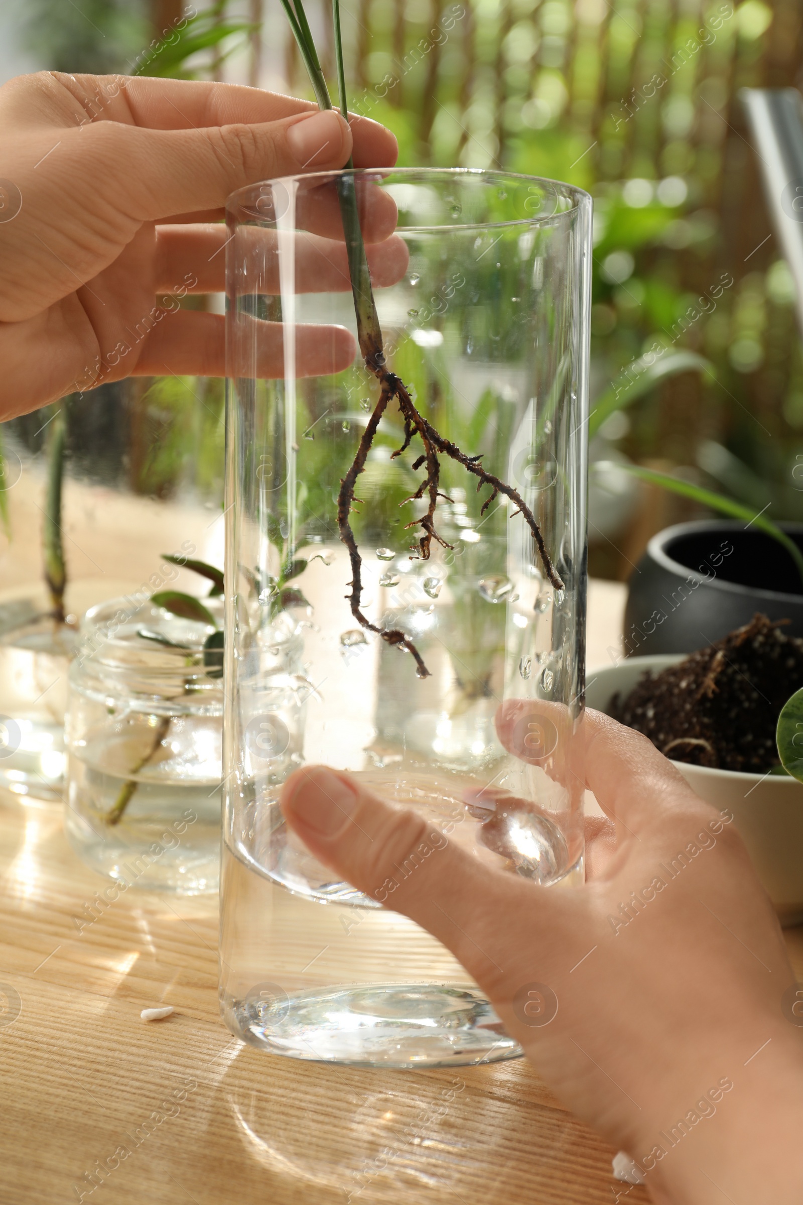 Photo of Woman putting root of house plant into water at wooden table, closeup